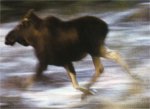 &auml;lg