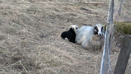 f&aring;r